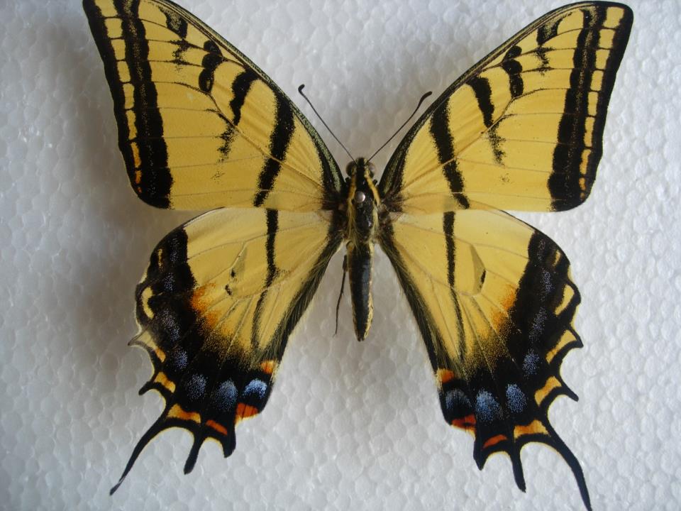 Papilio multicaudata (aberration3) (Internet Image property of respective owner, non-commercial use only)